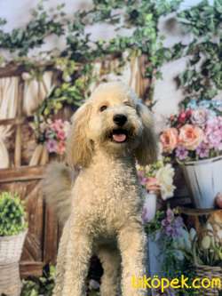 APRİCOT RENGİNİN EN İYİSİ SHOW DÜZEYLİ POODLE BEBİŞLERİMİZ 1