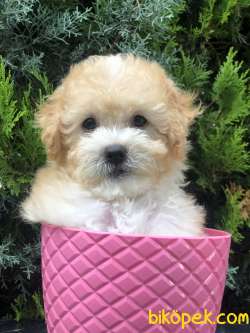 Apricot Renk Toy Poodle Yavrumuz 2