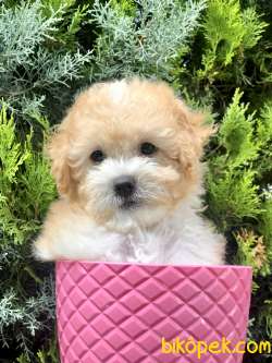 Apricot Renk Toy Poodle Yavrumuz 1