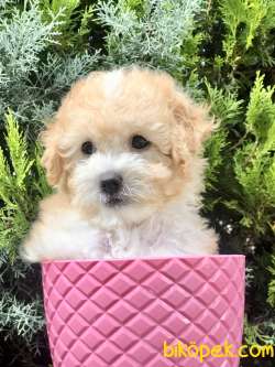 Apricot Renk Toy Poodle Yavrumuz 3