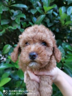 Apricot Toy Poodle 3