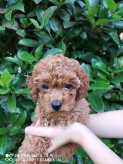 Apricot Toy Poodle 2