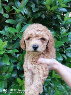 Apricot Toy Poodle 1