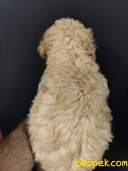 Apricot Toy Poodle 2