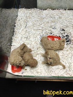 Apricot Toy Poodle 1