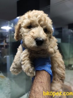 Apricot Toy Poodle 4