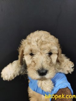 Apricot Toy Poodle 5