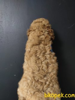 Apricot Toy Poodle 3