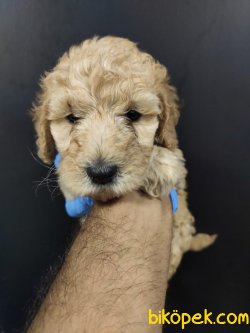 Apricot Toy Poodle 1
