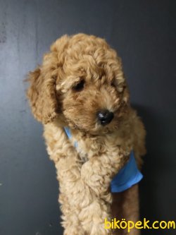 Apricot Toy Poodle 4