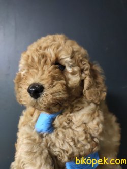 Apricot Toy Poodle 2