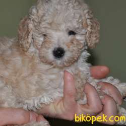Apricot Toy Poodle 1