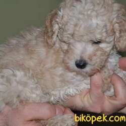 Apricot Toy Poodle 3