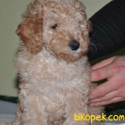 Apricot Toy Poodle 2