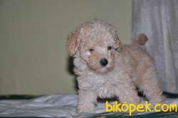 Apricot Toy Poodle 5
