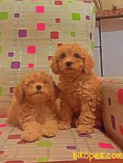 Apricot Toy Poodle 1