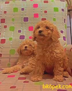 Apricot Toy Poodle 4