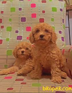 Apricot Toy Poodle 5