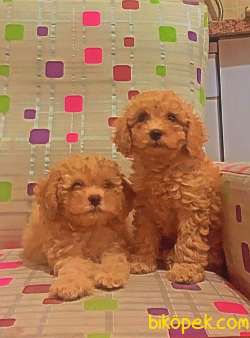 Apricot Toy Poodle 2