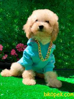 APRİCOT TOY POODLE 3
