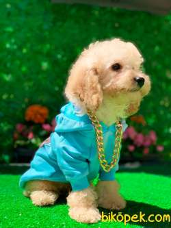 APRİCOT TOY POODLE 2