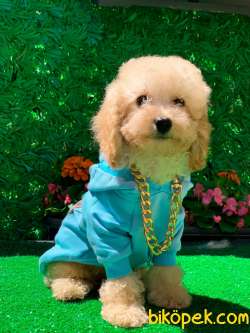 APRİCOT TOY POODLE 1