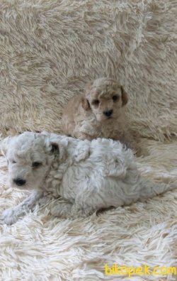 Apricot Toy Poodle Anne Baba Secereli 1