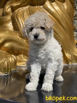 Apricot Toy Poodle Bebeğimiz 3