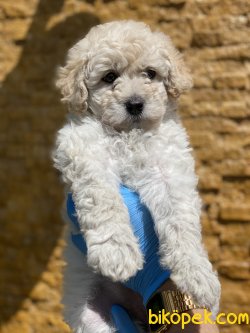 Apricot Toy Poodle Bebeğimiz 1