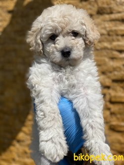 Apricot Toy Poodle Bebeğimiz 4