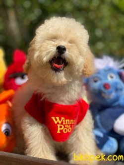 APRICOT TOY POODLE BEBEKLER 2
