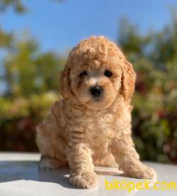 BABY FACE APRİCOT TOY POODLE BEBEKLER 1