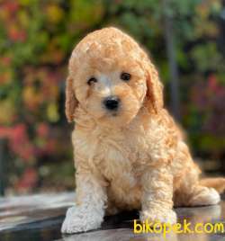 BABY FACE APRİCOT TOY POODLE BEBEKLER 3