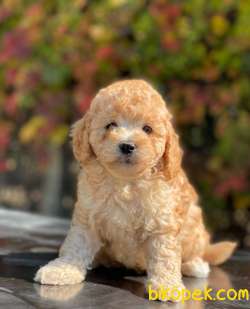 BABY FACE APRİCOT TOY POODLE BEBEKLER 5