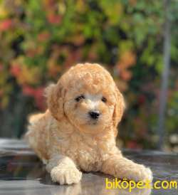 BABY FACE APRİCOT TOY POODLE BEBEKLER 2
