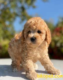 BABY FACE APRİCOT TOY POODLE BEBEKLER 4