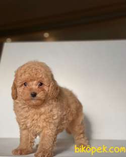 APRİCOT TOY POODLE BEBEKLER 5