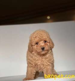 APRİCOT TOY POODLE BEBEKLER 1