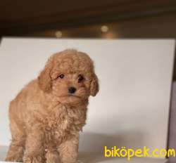 APRİCOT TOY POODLE BEBEKLER 3