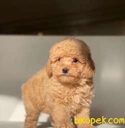 APRİCOT TOY POODLE BEBEKLER 4