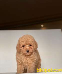 APRİCOT TOY POODLE BEBEKLER 2