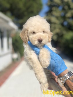 APRICOT TOY POODLE BEBEKLERIMIZ 2