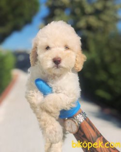 APRICOT TOY POODLE BEBEKLERIMIZ 1