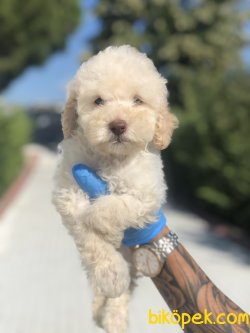 APRICOT TOY POODLE BEBEKLERIMIZ 3