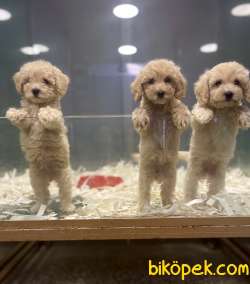 Apricot Toy Poodle Bebeklerimiz 1