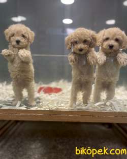 Apricot Toy Poodle Bebeklerimiz 2