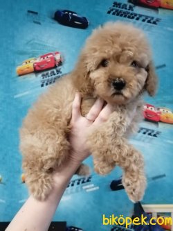 Apricot Toy Poodle Bebeklerimiz Mini Boyut Basık Surat 3