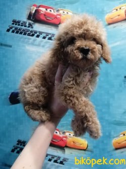 Apricot Toy Poodle Bebeklerimiz Mini Boyut Basık Surat 1