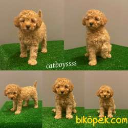 Apricot Toy Poodle ErkekBebek 1