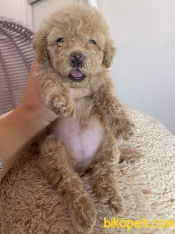 Apricot Toy Poodle Microchipli Aşılı Orjinal 3